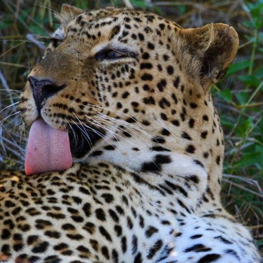 Relaxed leopard grooming itself
