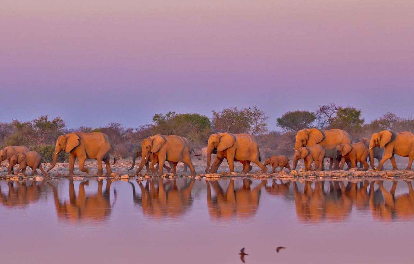 Best river view on the Zambezi with elephants walking on the Edge.